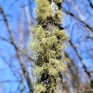 Usnea Lichen - Old Man&#39;s Beard - Wildcrafted Natural Organic Lichens