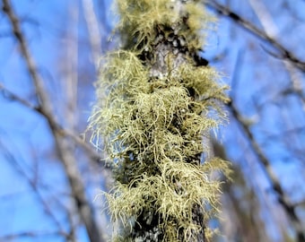 Usnea Lichen - Old Man's Beard - Wildcrafted Natural Organic Lichens