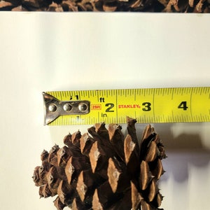 May include: A brown pine cone measuring 2 inches in diameter, next to a yellow tape measure with the number 2 marked on it.