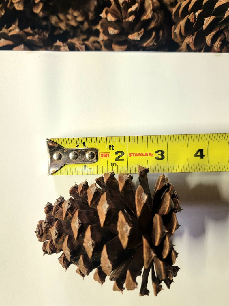 May include: A brown pine cone measuring 2 inches in diameter, next to a yellow tape measure with the number 2 marked on it.