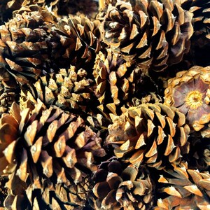 May include: A close-up of a pile of brown pine cones. The cones are all different sizes and shapes, and some have a slightly reddish hue.