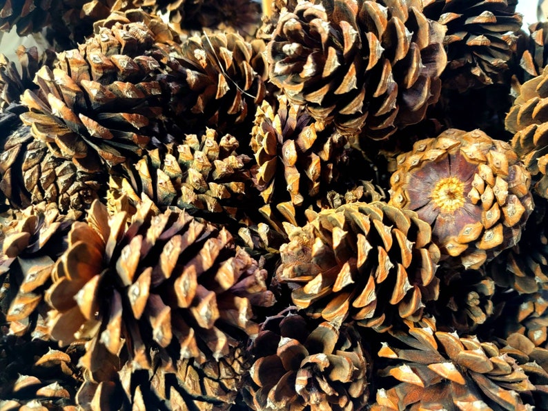 May include: A close-up of a pile of brown pine cones. The cones are all different sizes and shapes, and some have a slightly reddish hue.