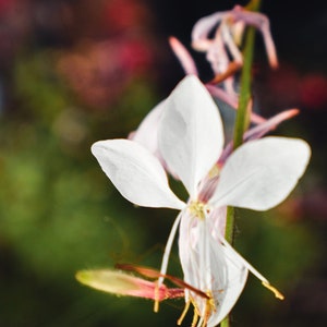 Bee Blossom&#39;s Caress - Giclee Photography Print