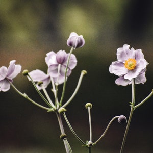 Dance of the Japanese Anemone - Giclee Photography Print