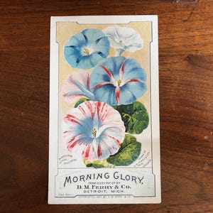 May include: Vintage seed packet featuring illustrations of morning glory flowers in shades of blue, white, and red. The packet includes the text "MORNING GLORY" and the company name "D.M. FERRY & CO. DETROIT, MICH."