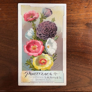 May include: Vintage seed packet featuring a colorful illustration of Portulaca flowers. The flowers are in shades of pink, purple, white, and yellow. The packet includes text that reads "PORTULACA" and "From Seeds put up by D.M. Ferry & Co. DETROIT, Mich."