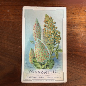 May include: Vintage seed packet for Mignonette flowers. The packet features a botanical illustration of the plant with green leaves and clusters of small, orange and red flowers. The text reads "Mignonette, from seeds put up by D.M. Ferry & Co., Detroit, Mich."