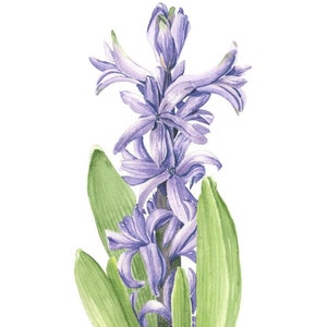 Watercolor purple hyacinth flower blank greeting cards, flower notecards, botanical folded cards