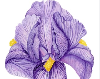 Watercolor wall decor purple iris February birth flower art botanical print