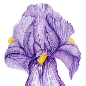 Watercolor wall decor purple iris February birth flower art botanical print