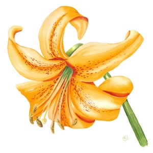 Watercolor orange tiger lily flower fine art print