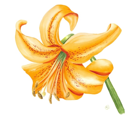 Watercolor Orange Tiger Lily Flower Fine Art Print - Etsy