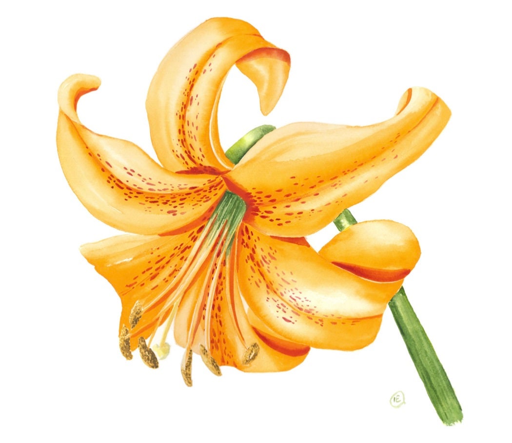 Watercolor Orange Tiger Lily Flower Fine Art Print - Etsy