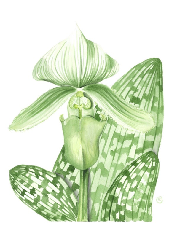 Watercolor Green Lady Slipper Orchid Art Print Etsy