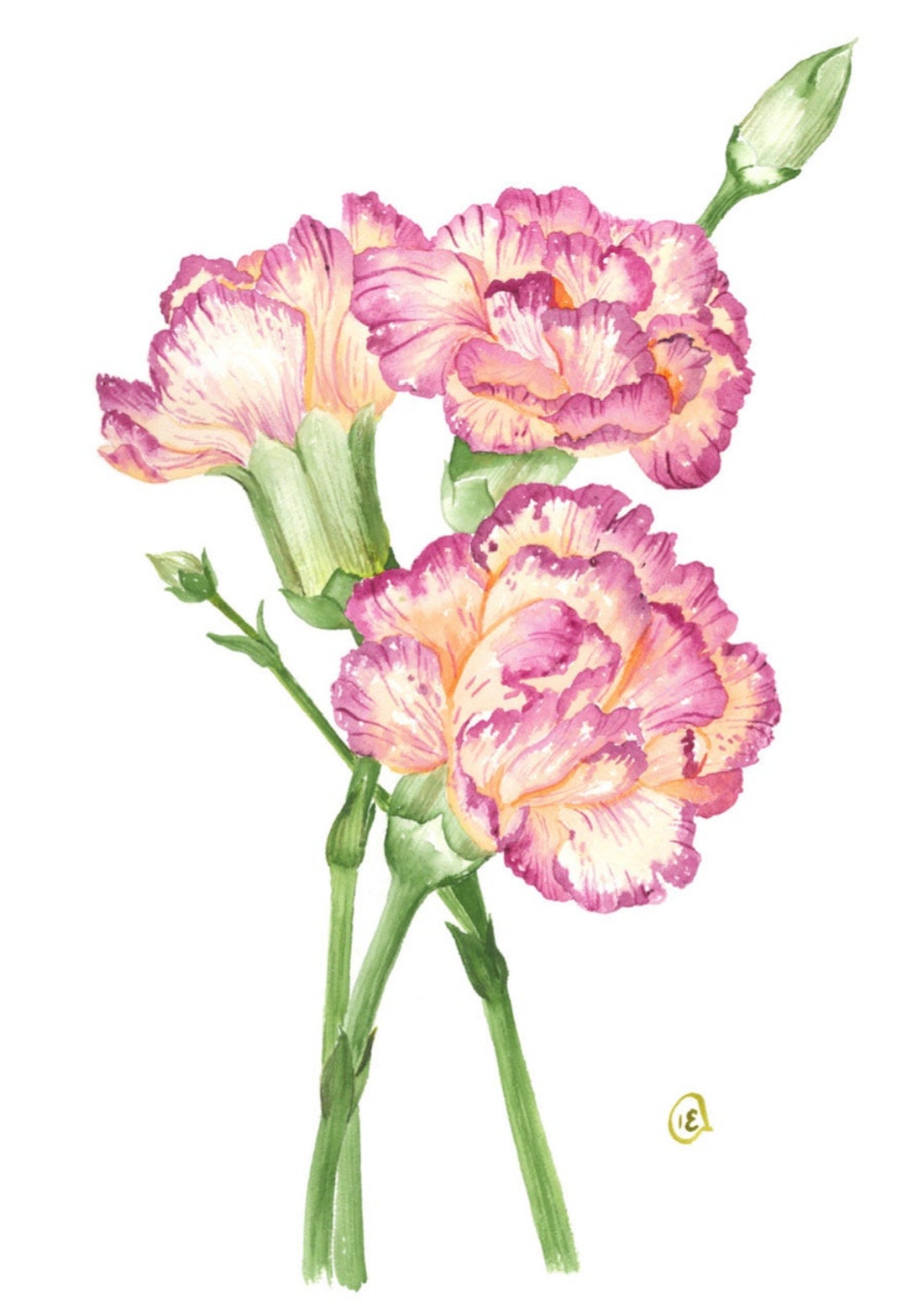 Watercolor Carnations Art Print - Etsy