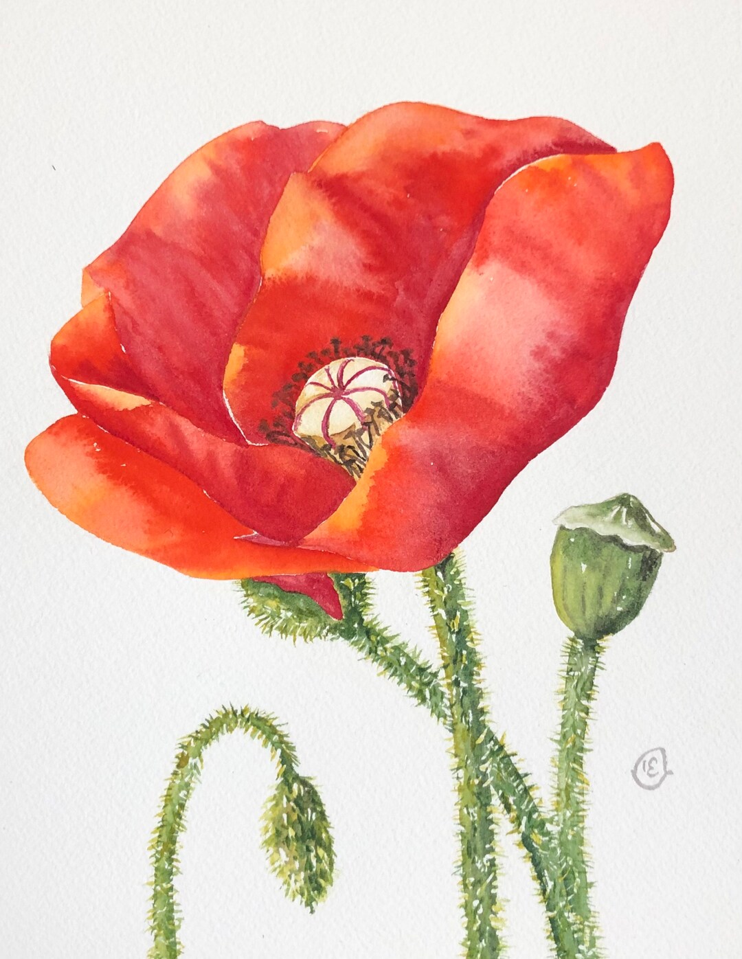Watercolor Red Poppy Flower Fine Art Print Botanical Wall Decor - Etsy
