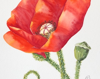 Watercolor red poppy flower fine art print botanical wall decor
