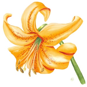 Watercolor orange tiger lily flower blank greeting cards, botanical cards, flower notecards, floral cards