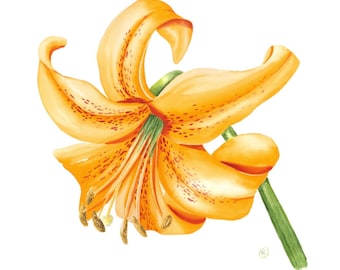 Antique 19th Century Japanese Botanical Illustration of Tiger Lily