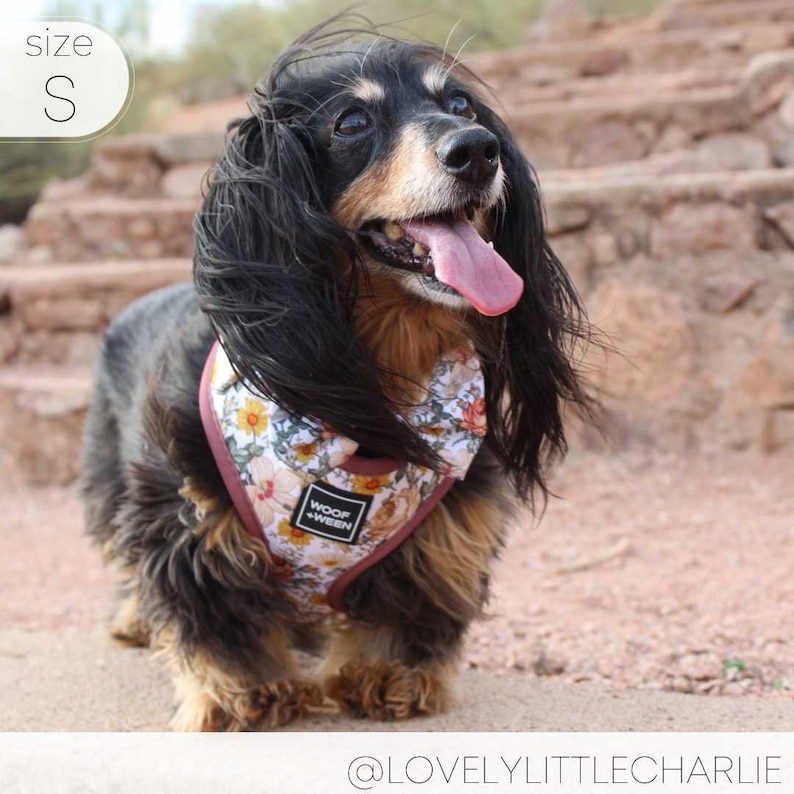 Floral Dog Harness for Small Dogs, Pink Flower Adjustable Step In Harness, Cute Dog Harness, Dachshund Harness, Dog Mom Gift, Doxie Harness image 10