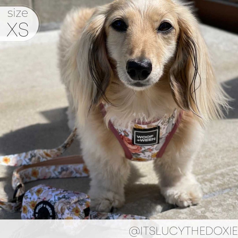 Floral Dog Harness for Small Dogs, Pink Flower Adjustable Step In Harness, Cute Dog Harness, Dachshund Harness, Dog Mom Gift, Doxie Harness image 6