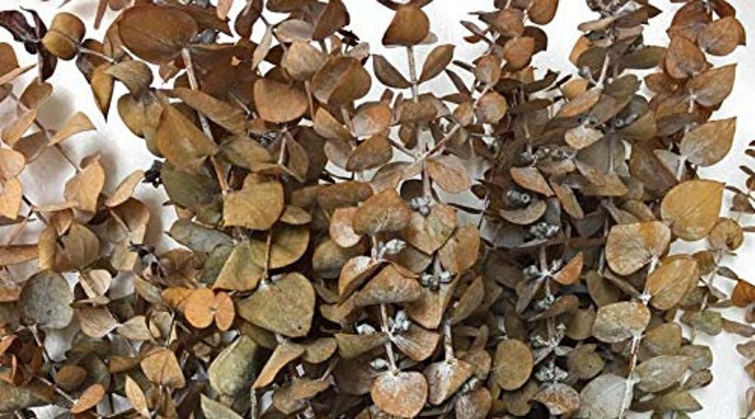 Natural Dried Eucalyptus Plant 16oz Frosted Camel Etsy