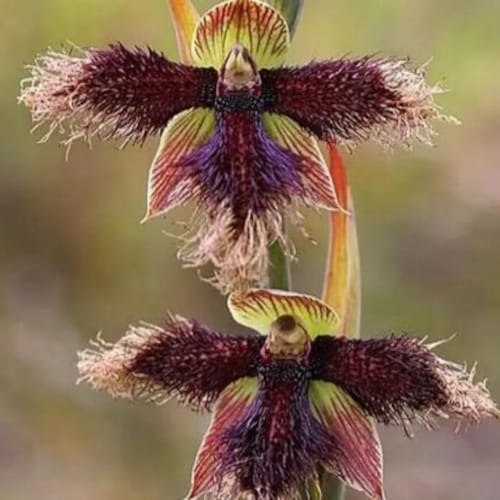 Rare Black Orchid Flower 50PCS Seeds Exotic Orchid Home Garden Etsy