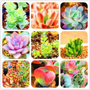 50Pcs/Bag Bonsai Seeds Mix Lithops Rare Succulent Flower Pseudotruncatella