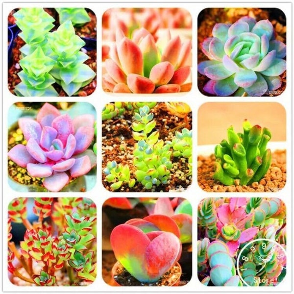 50Pcs/Bag Bonsai Seeds Mix Lithops Rare Succulent Flower Pseudotruncatella