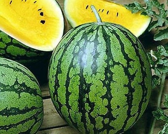 25 Seeds Watermelon Yellow Rare Vegetable Planting Organic Heirloom Garden (#9921)