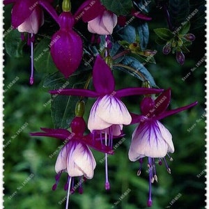 50pcs/bag Fuchsia Seeds Potted Flowers seeds,bonsai seeds. (#9730)