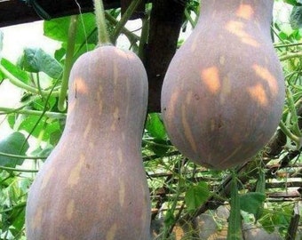 Honeymoon Pumpkin Nut Vegetables Sweet Organic Rare Plants Home Garden 10 Seeds