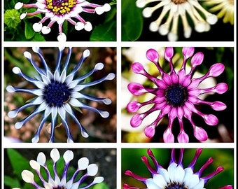 20PCS Osteospermum Semillas ~ Flores frescas ~ Raro