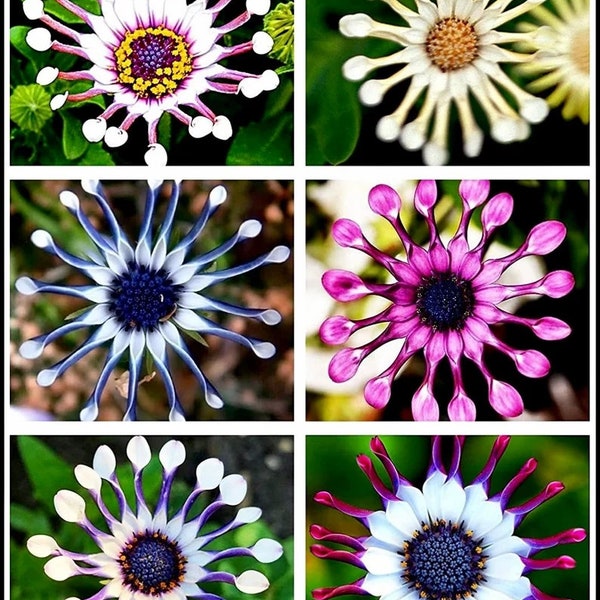 20PCS Osteospermum Graines ~ Fleurs fraîches ~ Rare