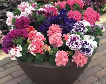 Petunia Multiflo STAR MIX 50 świeżych nasion Darmowa wysyłka w USA