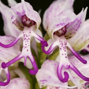 May include: Close-up of a unique orchid flower with a humanoid appearance. The flower has white petals with purple accents and a central structure resembling a figure with arms and legs. The flower's 'arms' and 'legs' are a vibrant purple.