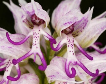 50Pcs Naked Man Orchid Seeds Purple White Flower Bush Perennial (No Tracking#)