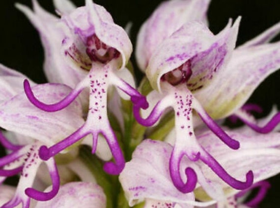 50Pcs Naked Man Orchid Seeds Purple White Flower Bush Perennial (No  Tracking#)