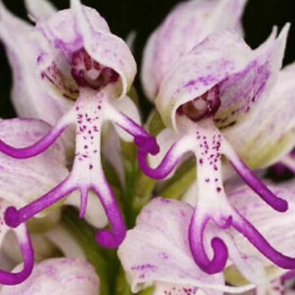 50Pcs Naked Man Orchid Seeds Purple White Flower Bush Perennial (Pas de suivi #)