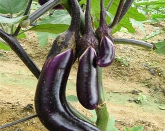 50Pcs Black Eggplant Seeds Green Vegetable For Garden Planting