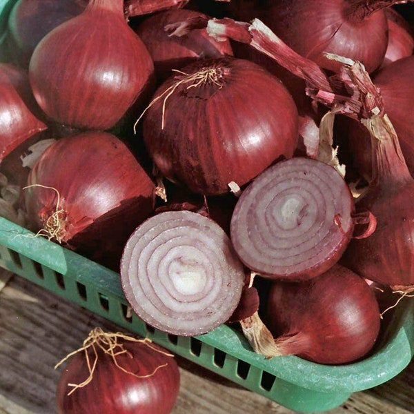 50PCS Seeds Onion Red Baron Giant Vegatable Organic Heirloom NON-GMO