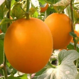 Peut inclure: Deux melons cantaloups orange mûrs poussant sur une vigne. Les melons sont ronds et lisses avec une finition brillante.