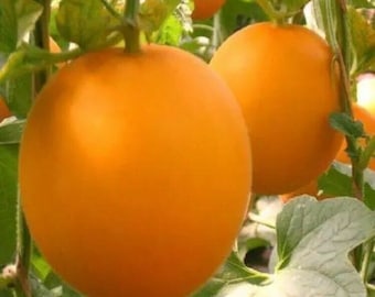 20 SEMILLAS de melón rojo orgánico Fresh Earth Sweet, semillas de frutas y verduras n.° 5220