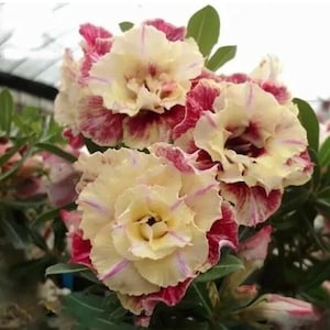 5 pcs Desert Rose Flower Adenium obesum "PEONY" bonsai Seeds （7517A）