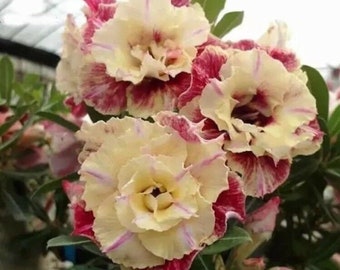 5 pcs Desert Rose Fleur Adenium obesum "PIVOINE" graines de bonsaï (7517A)