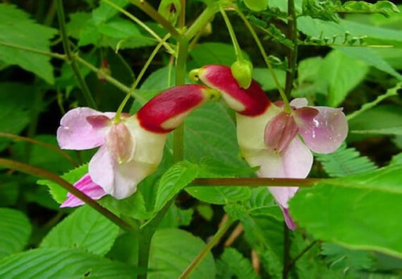 50pcs Parrot Flower impatiens Psittacina Flower Seeds Plant Seed