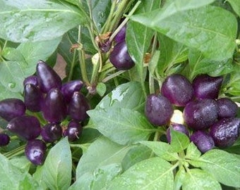 Hot Pepper Seeds 20 Seeds Black Hungarian Chili Pepper seeds