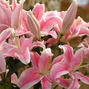50 Stück rosa seltene Lilie Blumensamen Pflanzenblume Lilium Parfüm Gartenpflanze.(#2545)