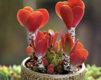 50Pcs succulent seeds Colorful Echeveria rare exotic succulent Hen Chicks(#9726)