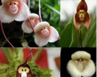 50pcs Monkey Face Orchid Flower Seeds Plant Bonsai Home Garden. (#0806)